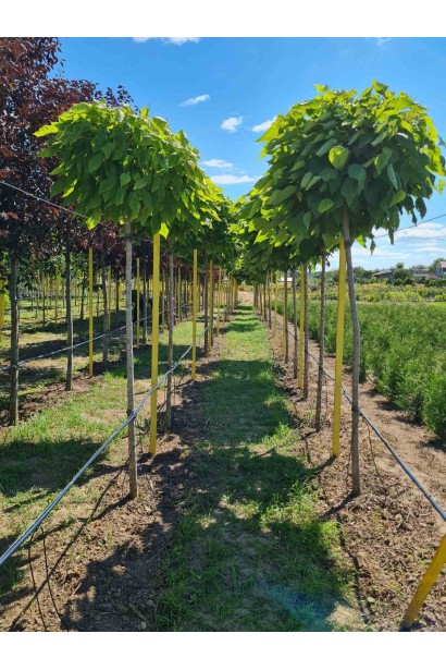 Катальпа кулеподібна Нана - ком/вис.240-260см/Ø35-40см/ШТАМБ 220-230см/обхват 12-14см 